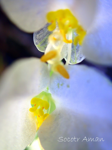 Commelina communis