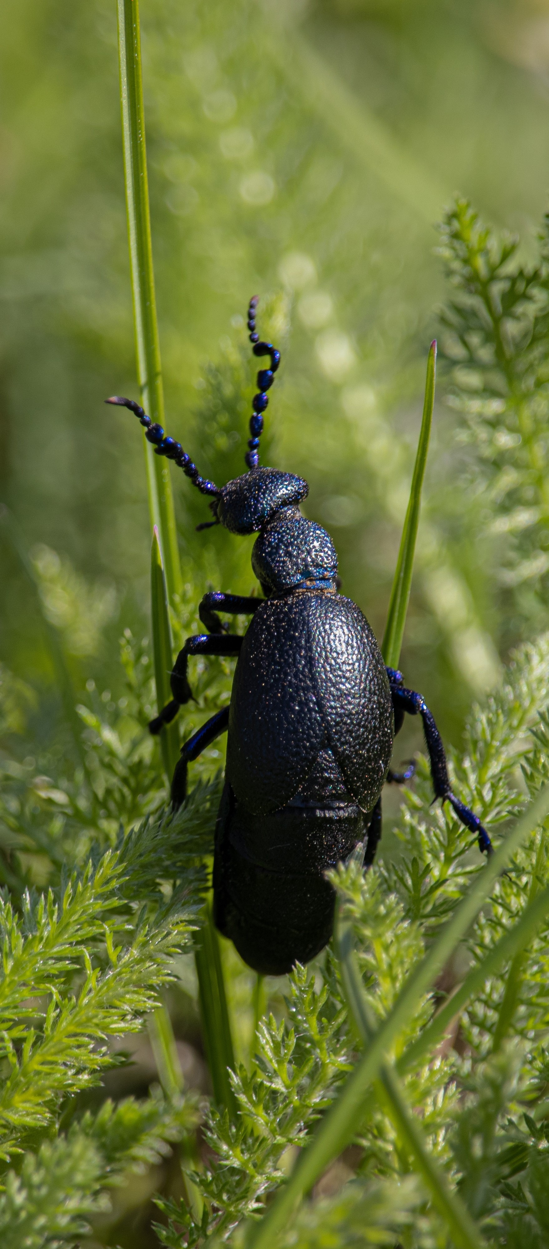 The violet oil beetle.