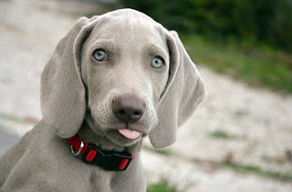 Perro - Weimaraner - Características y personalidad