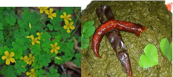 भिलमोरी/चंगेरी (Yellow Sorrel) की सब्जी, औषधीय व अन्य उपयोग