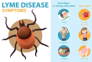 how is lyme disease diagnosed