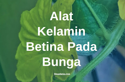  tumbuhan harus bereproduksi untuk menghasilkan tumbuhan baru Alat Kelamin Betina pada Bunga