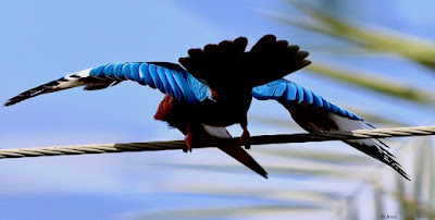 White-throated Kingfisher - courtship display."