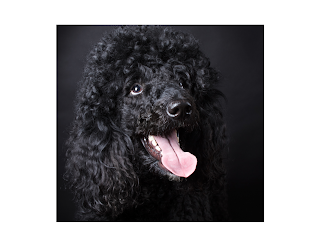 Poodles are known for their exceptional intelligence and ability to learn quickly. Ranked as the second most intelligent dog breed, they are highly trainable and eager to please their owners.