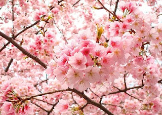 Foto Bunga sakura khas jepang