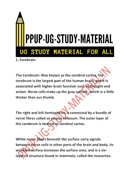 Structure and Function of Brain | ppup part 1 psychology subsidiary ug study material download pdf