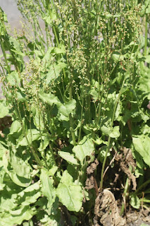 Grande oseille - Oseille commune - Oseille des prés - Oseille aigre - Surette - Rumex acetosa