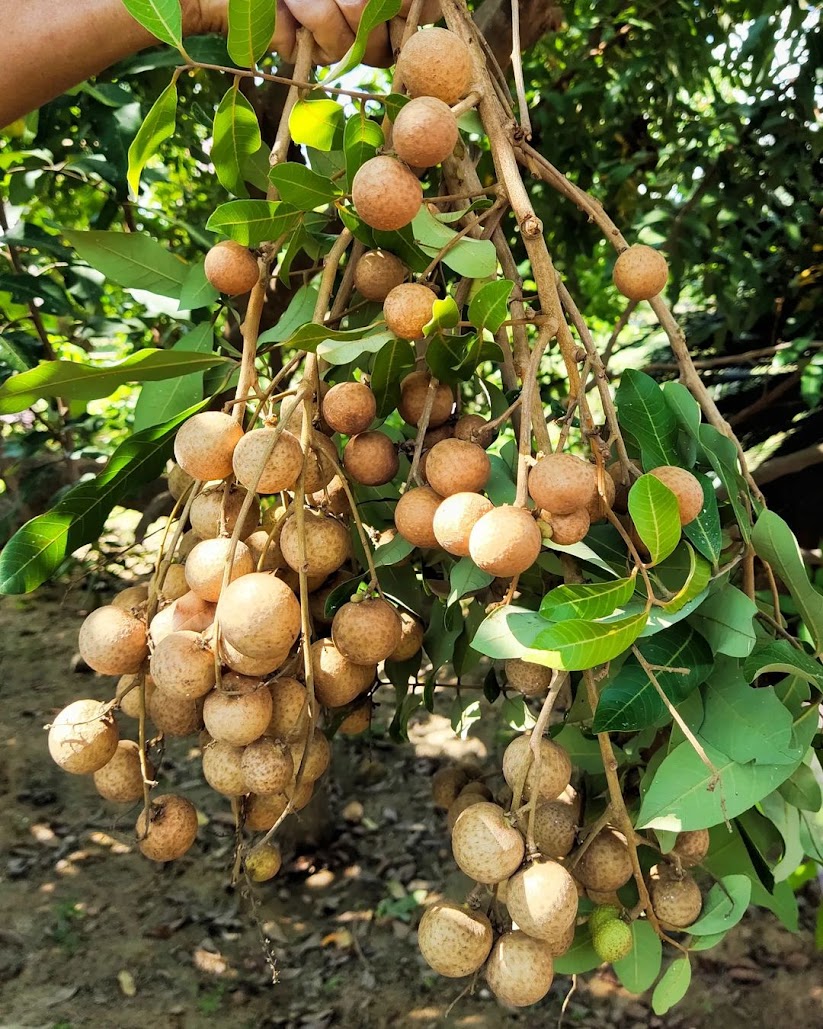 bibit buah buahan kelengkeng diamond yang baik bogor Sulawesi Utara