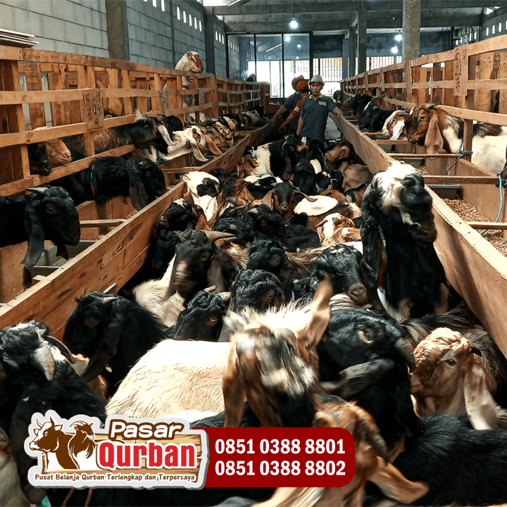 Kambing Qurban Poel Surabaya