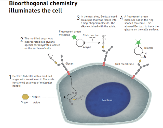 What is Bioorthogonal Chemistry? example