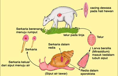 Daur Hidup Platyhelminthes