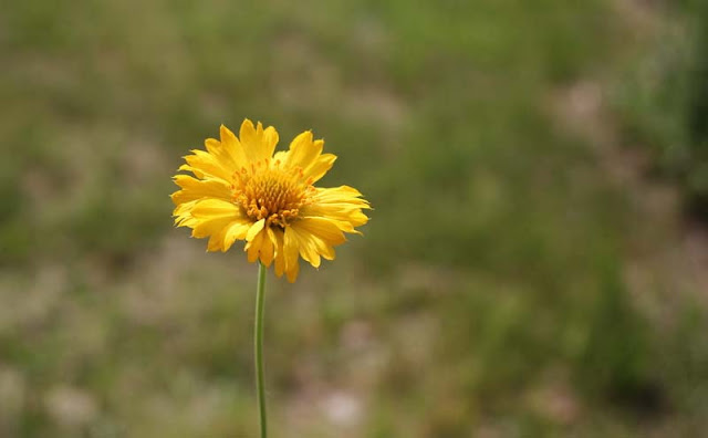 Gaillardia Grandiflora Mesa Yellow Flowers