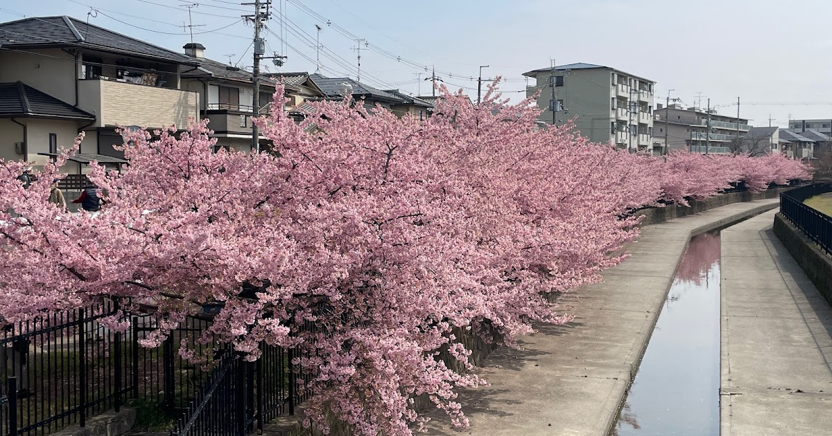 [遊記] 京都淀之河津櫻3/14櫻花花況即時分享