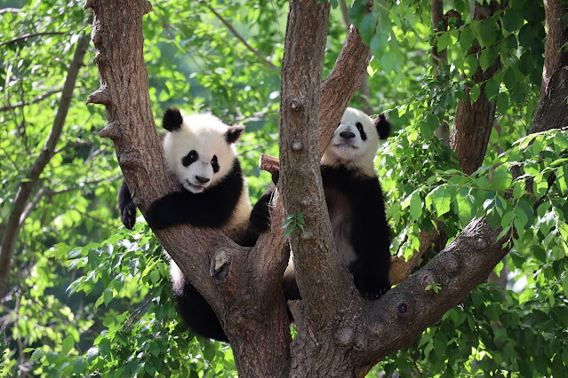 Pandas zoo aquarium