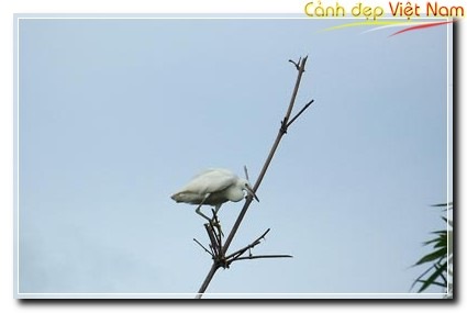 vuongquocco051812