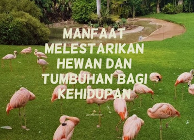 5 Manfaat  Melestarikan Hewan  dan Tumbuhan bagi Kehidupan 