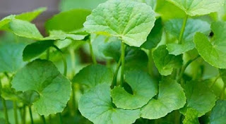 thankuni a plant with medicinal properties ayurveda