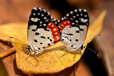 Butterflies Mating