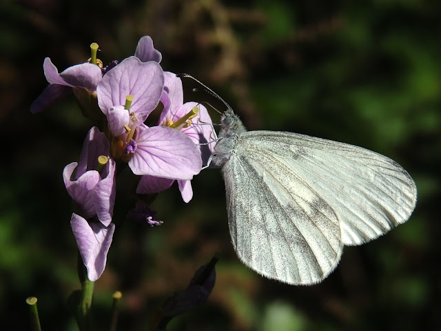 Otra vista de Leptidea sinapis