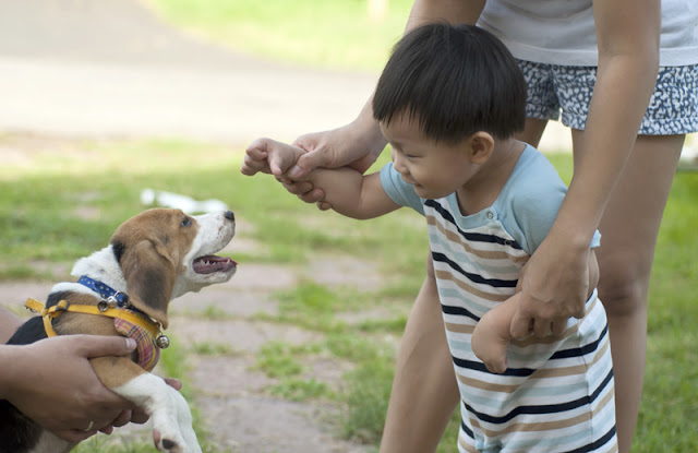 How to stop children from being bitten by dogs