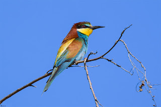 abejaruco europeo-merops apiaster-abejaruco comun-aves no paseriformes-aves-