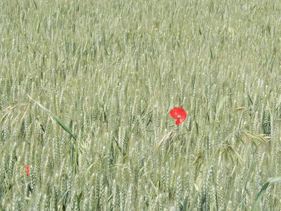 una amapola en medio de un campo de cebada aún verde.a a