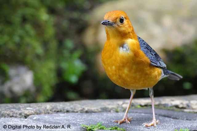 Orange-Headed Thrush - redo photography