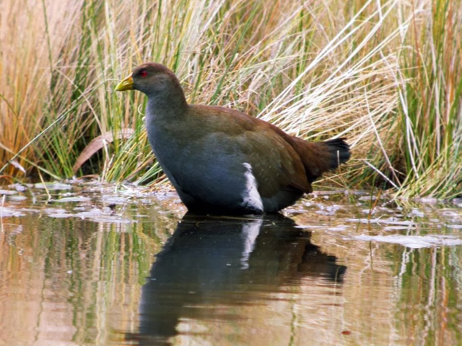 smart ebook Tasmanian Nativehen