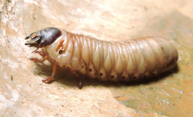 larva de un escarabajo
