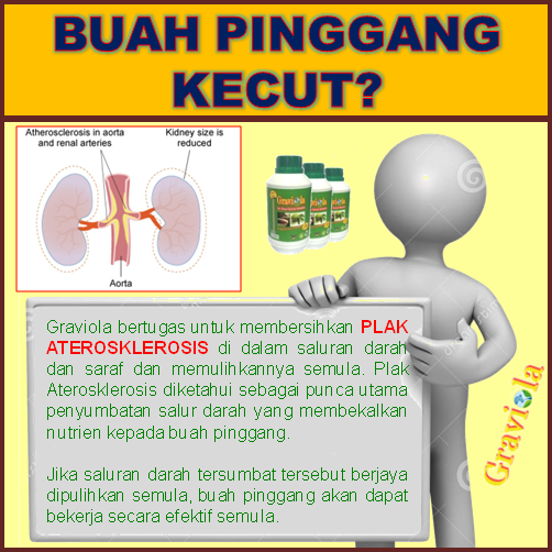 DURIAN BELANDA KHASIAT TERHEBAT: BUAH PINGGANG