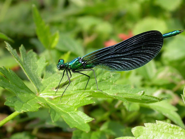 Calopteryx virgo