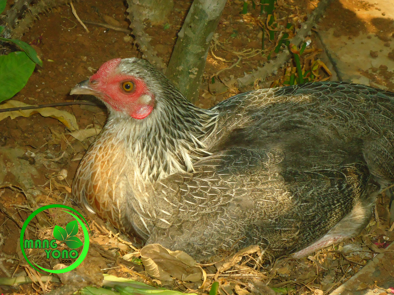  Ayam  bertelur  di taman depan rumah