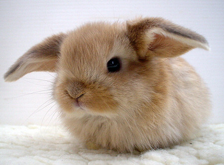 cute little bunny