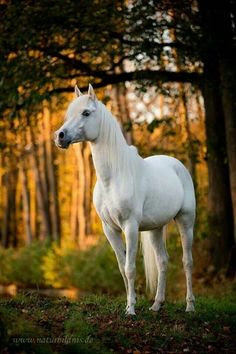 Tải hình ảnh con ngựa cài đặt hình nền đẹp nhất