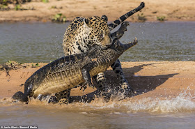 Jaguar hunts caiman (10 pics), jaguar vs caiman, amazing animal pictures, jaguar pics, jaguar kills caiman pics