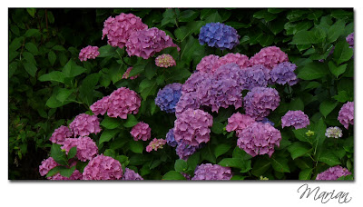 hortensia