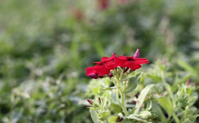 Phlox Flowers Pictures