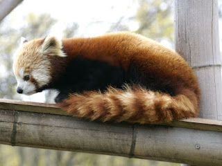 Panda roux - Ailurus fulgens - Panda fuligineux - Petit panda