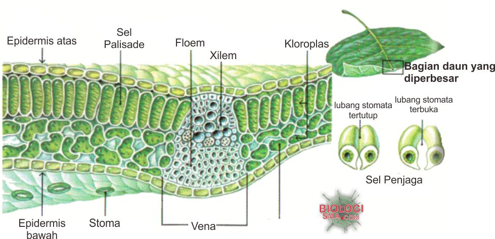 Organ Tumbuhan Akar Batang Daun  Dunia Biologi