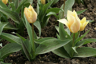 Tulipes Greigii - Tulipa Fur Elise - Tulipe Fur Elise - Tulipe Greigii Fur Elise - Tulipe de Greig