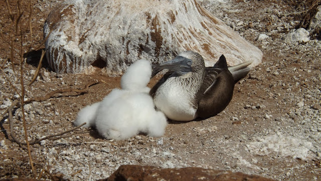 Piqueros de patas azules en Isla Seymour norte (Galápagos)