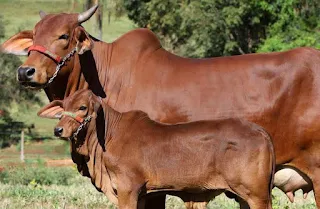 Red Sindhi Cattle: गर्म जलवायु के लिए उपयुक्त भारतीय गाय