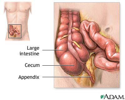 Role for the Appendix?