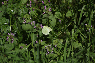 Female Brimstone Butterfly