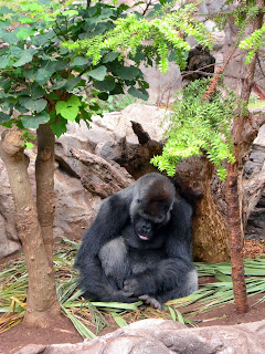 Gorilla at sleep