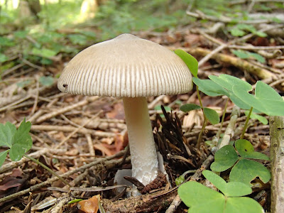 grzyby 2017, grzyby w czerwcu, grzyby na Orawie, borowik ceglastopory Boletus erythropus, muchomor mglejarka Amanita vaginata, gnieźnik leśny