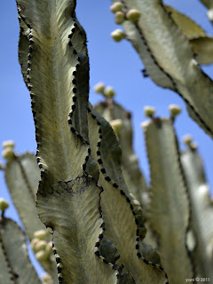 succulent waves