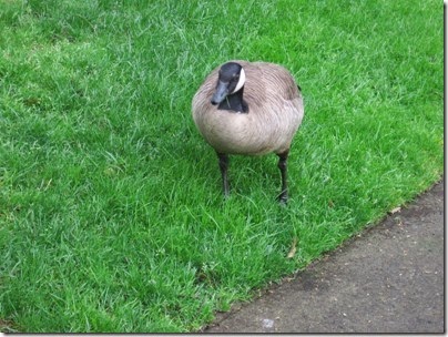 IMG_5902 Canadian Goose at Mill Race Plaza in Salem, Oregon on April 7, 2007