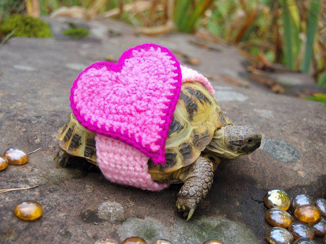 Adorable Pictures Of Tortoises Dressed In Cute Warm Clothes