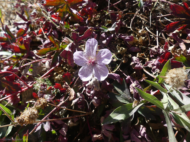 06: bright pink flower